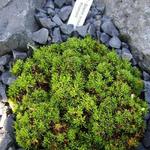 Silene acaulis 'Francis' - Alpenlijmkruid