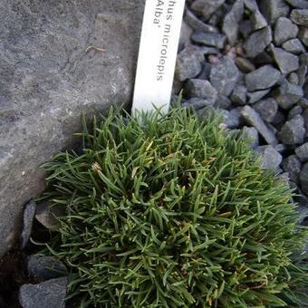 Dianthus microlepis 'Alba'