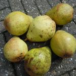 Pyrus communis 'Bonne Louise d'Avranches' - Pereboom