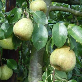 Pyrus communis 'Dubbele Philip'