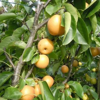 Pyrus pyrifolia