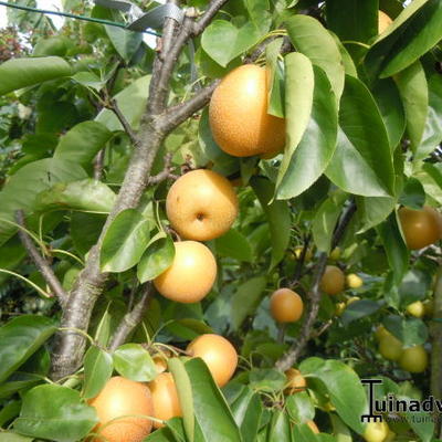 Nashi peer,Appelpeer, Aziatische zandpeer, Meloenpeer - Pyrus pyrifolia