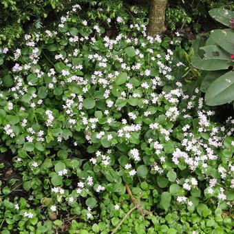 Claytonia sibirica