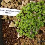 Saxifraga x poluluteo-purpurea 'Lužnice' - Steenbreek