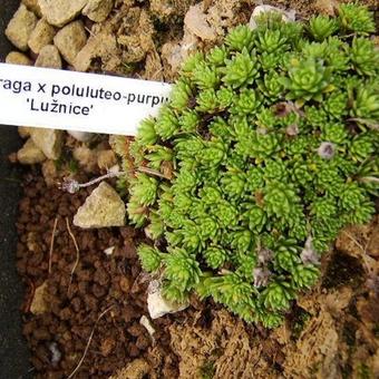 Saxifraga x poluluteo-purpurea 'Lužnice'