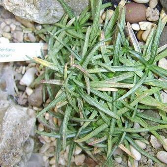 Gentiana veitchiorum