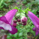 Penstemon hartwegii 'Picotee Red' - Slangekop