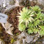 Saxifraga 'Jean' - Steenbreek