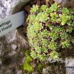 Saxifraga 'Antonio Vivaldi' - Steenbreek