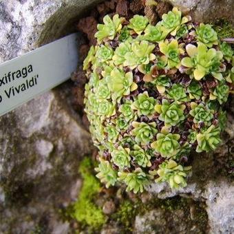 Saxifraga 'Antonio Vivaldi'