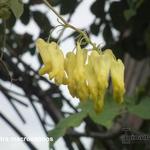 Dicentra macrocapnos - Klimmend gebroken hartje