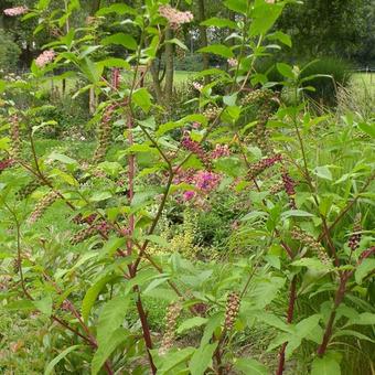 Phytolacca americana