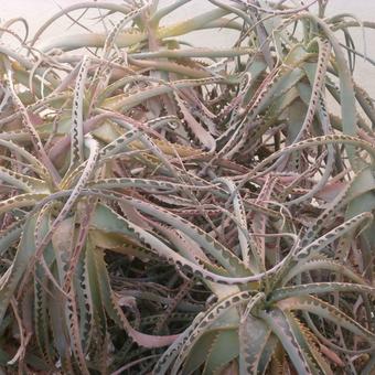 Aloe arborescens