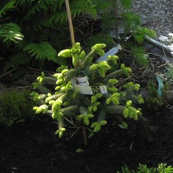 Abies pinsapo 'Aurea'