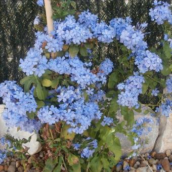 Plumbago auriculata