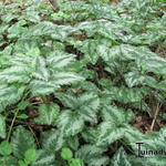 Lamium galeobdolon - Siernetel