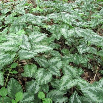 Lamium galeobdolon