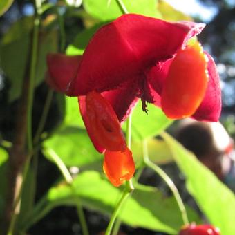 Euonymus planipes