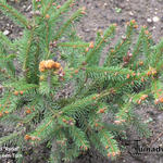 Picea abies 'Rydal' - Fijnspar