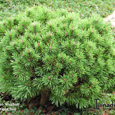 Pijnboom, Bergden - Pinus mugo subsp. mugo