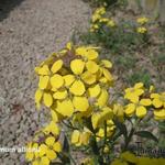 Erysimum x allionii - Siberische muurbloem