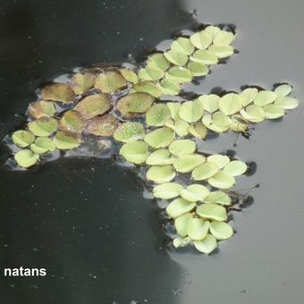 Salvinia natans