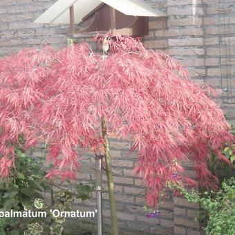 Acer palmatum 'Ornatum'