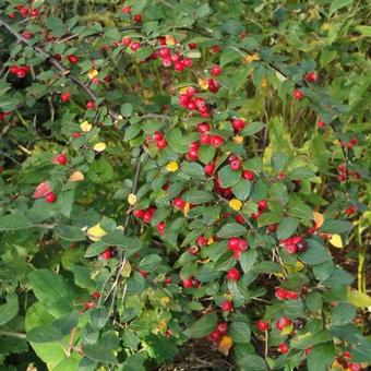 Cotoneaster