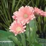 Gerbera - Gerbera