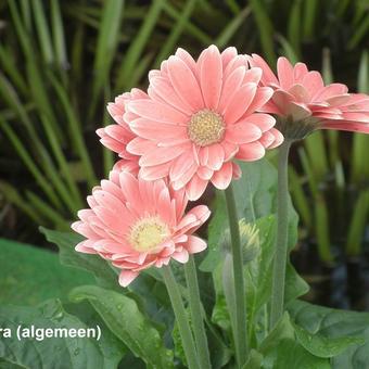 Gerbera