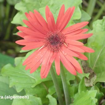 Gerbera