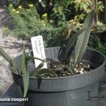 Ledebouria cooperi - Sterhyacinth