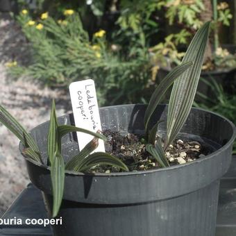 Ledebouria cooperi