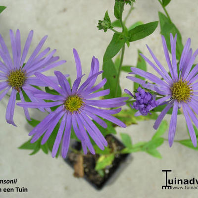 Herfstaster - Aster thomsonii