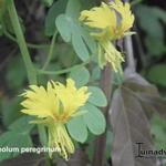 Tropaeolum peregrinum - Kanariekers