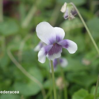 Viola hederacea