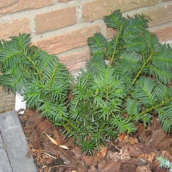 Taxus media 'Farmen'