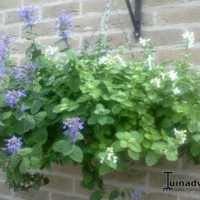 Kattekruid - Nepeta racemosa 'Snowflake'