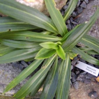 Gentiana siphonantha