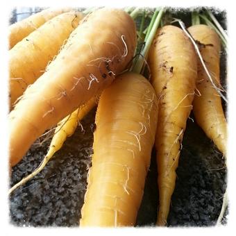 Daucus carota 'Lobbericher Gele'