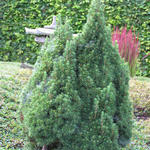 Picea glauca 'Cupido' - Witte spar