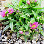 Delosperma sutherlandii 'Peach Star' - IJsbloem