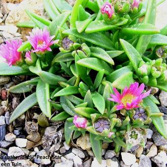 Delosperma sutherlandii 'Peach Star'