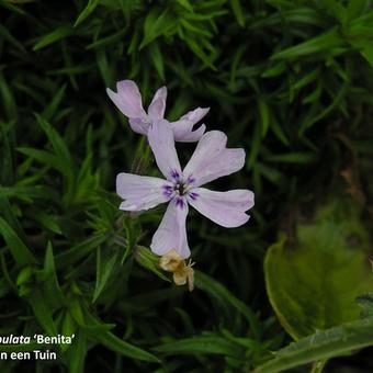 Phlox subulata 'Benita'