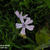 Phlox subulata 'Benita'