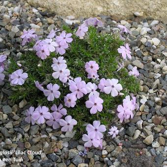 Phlox douglasii 'Lilac Cloud'