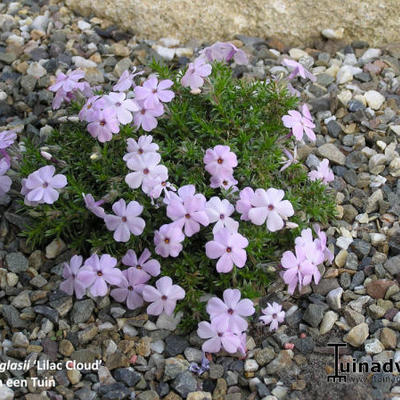 Dwergvlambloem - Phlox douglasii 'Lilac Cloud'