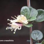 Lonicera crassifolia - Kruipende Kamperfoelie