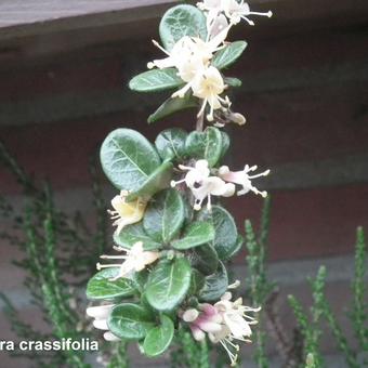 Lonicera crassifolia