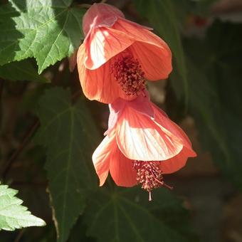 Abutilon